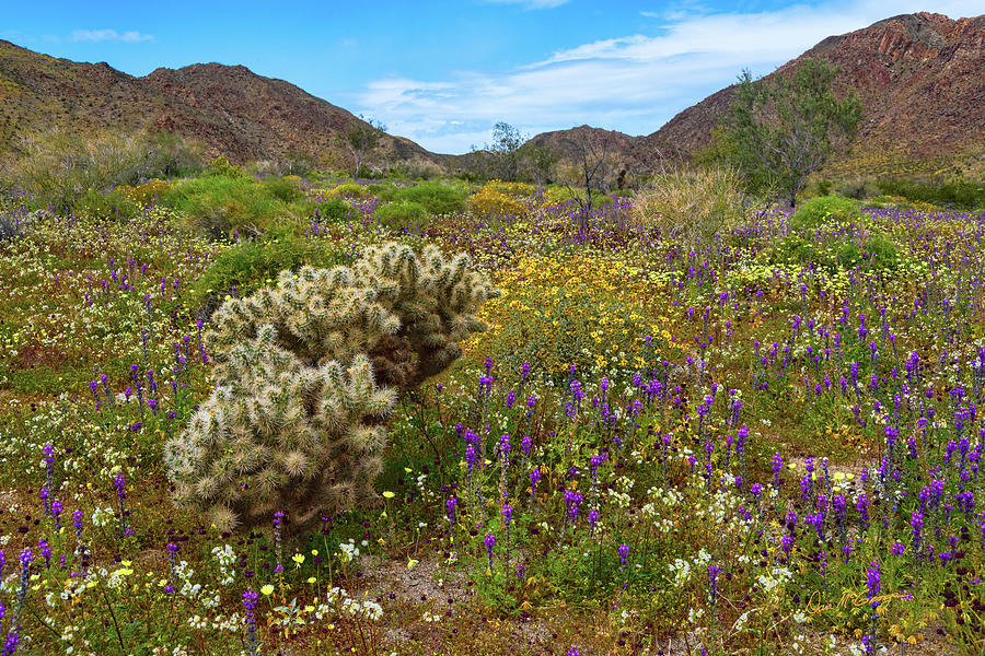 Desert Spring Photograph by Dan McGeorge