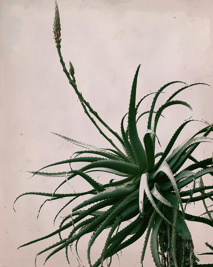 Cactus Photograph - Desert Star by Sharon Kalstek-Coty