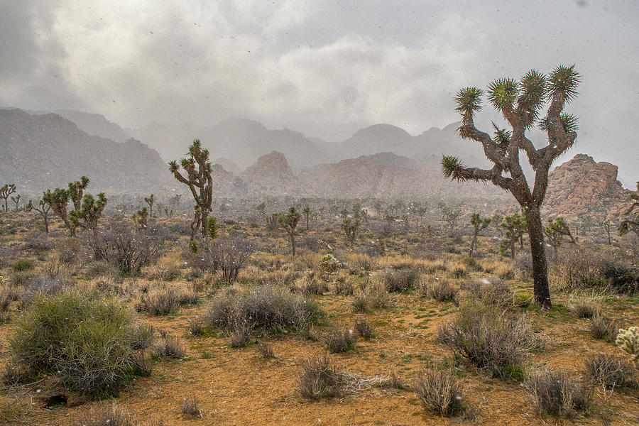 Desert Storm Arriving Photograph by Matthew Irvin - Fine Art America