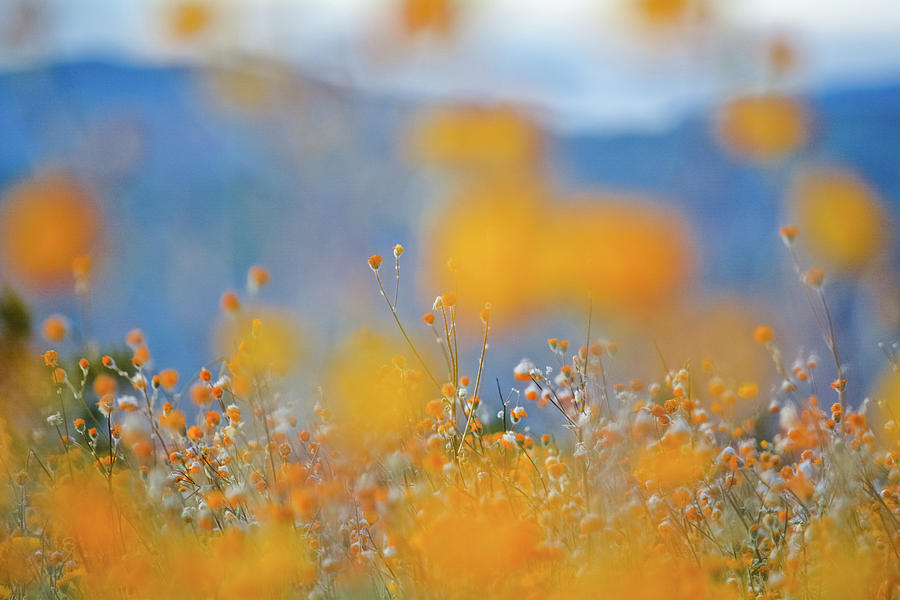 Desert Sunflower Anza Borrego Photograph by Kyle Hanson