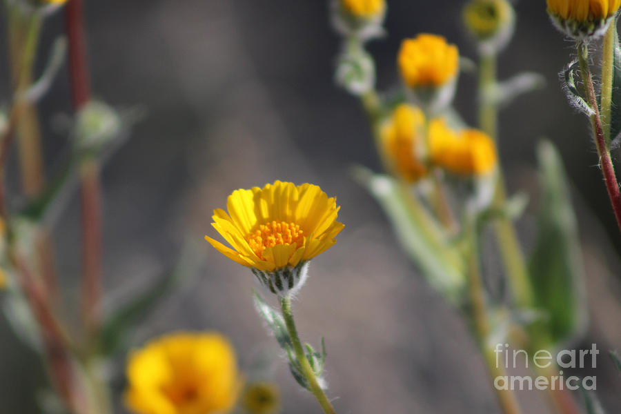 Desert Sunflowers Coachella Wildlife Preserve Photograph by Colleen Cornelius
