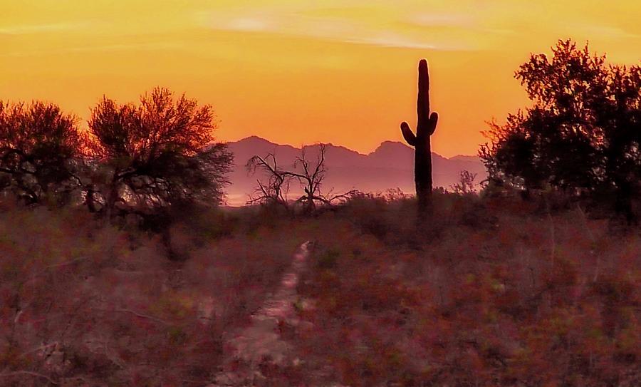 Desert Sunrise Trail Photograph by Judy Kennedy