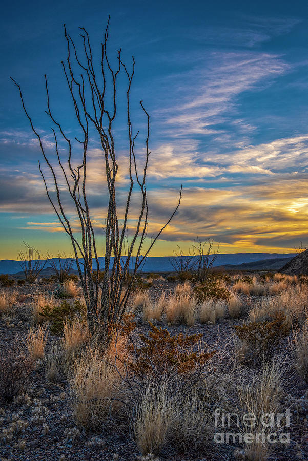 Desert Sunset Photograph by Charles Dobbs
