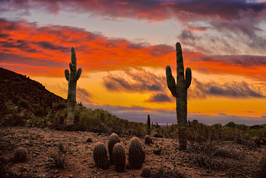 Desert Sunset Photograph by Jay Zhu - Fine Art America