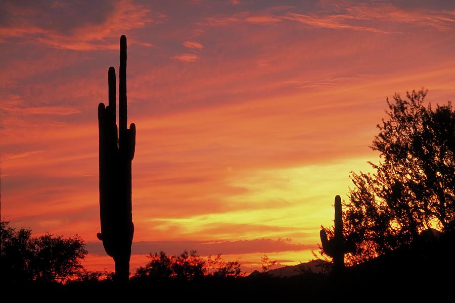Desert Sunset Photograph by Markahn photography