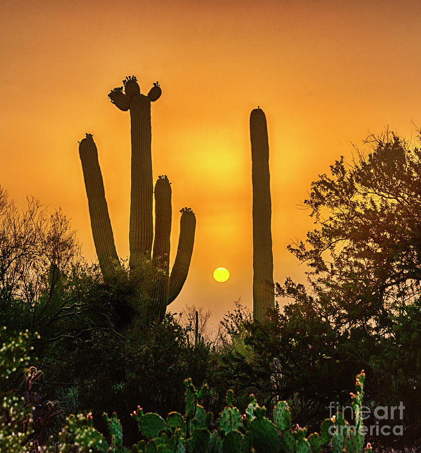 Desert sunset. Photograph by Minnetta Heidbrink