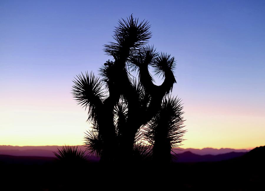 Desert Sunset Photograph by Maria Jansson