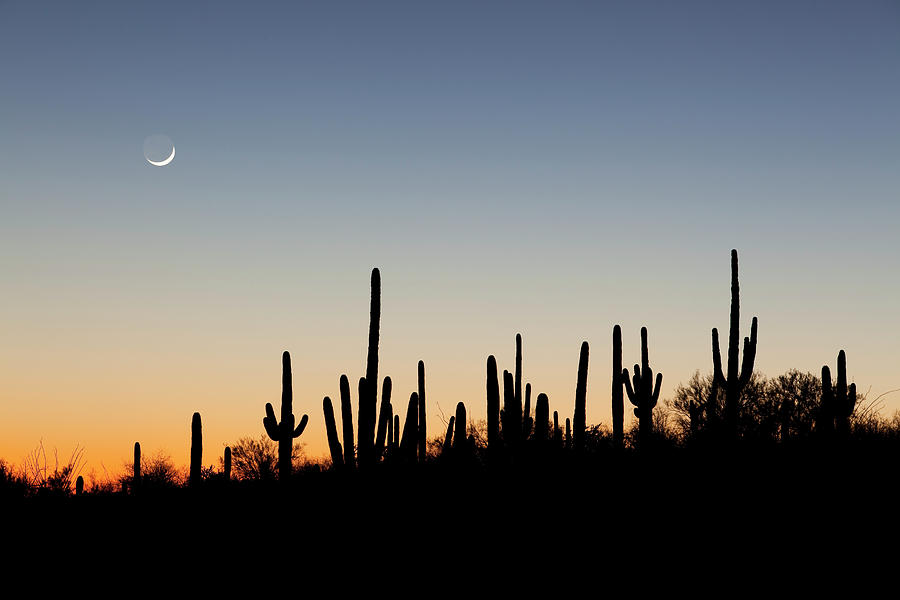 Desert Sunset With Cacti Silhouettes Photograph by Dougbennett