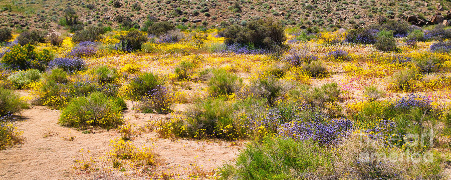 Desert Superbloom Photograph by Bruce Block Desert Superbloom Photograph by Bruce Block