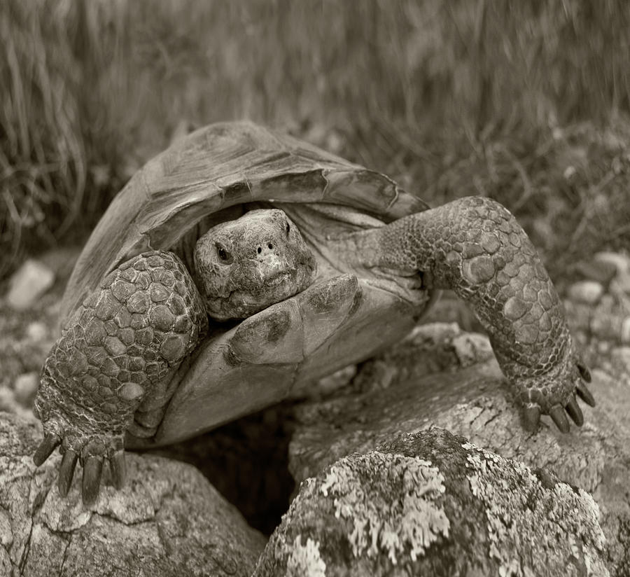 Desert Tortoise Arizona Photograph by Tim Fitzharris