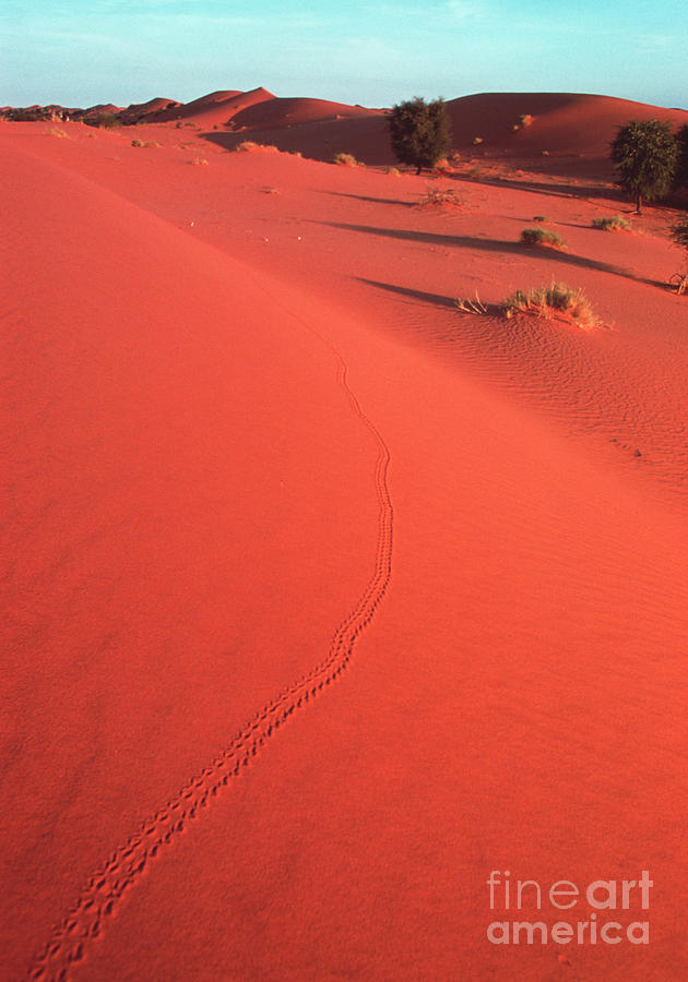 Desert Tracks Photograph by John Reader/science Photo Library