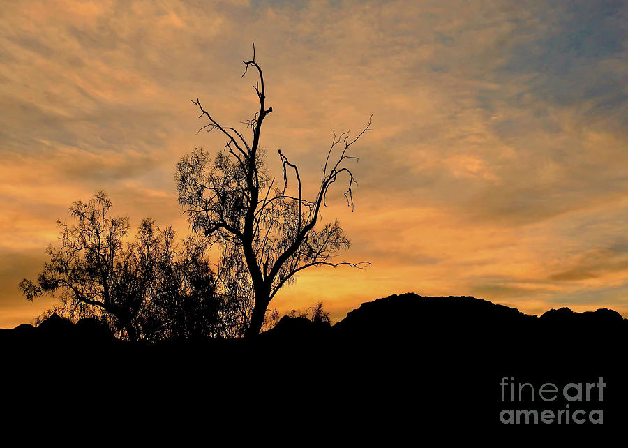 Desert Tree at Sunset Photograph by Beth Myer Photography