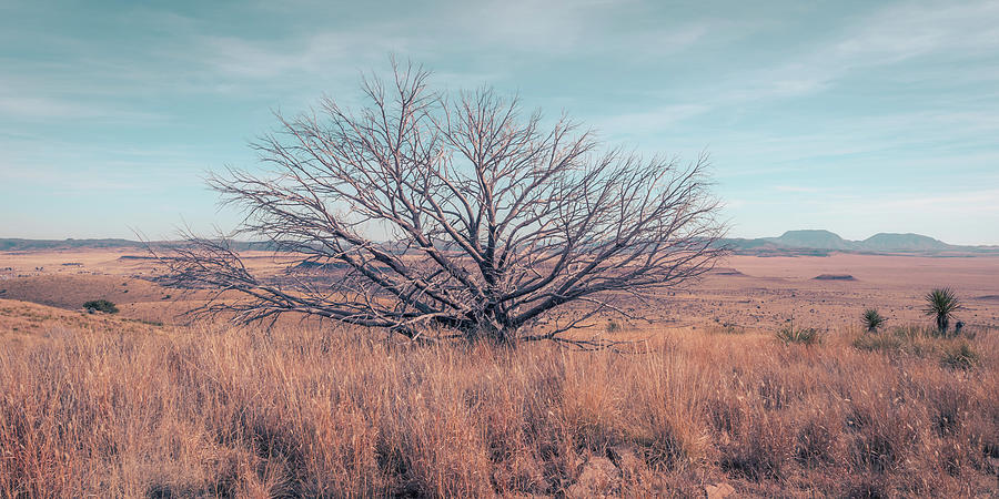 Desert Tree Photograph by Slow Fuse Photography
