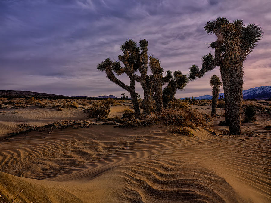 Desert Twilight 2 Photograph by Yi Pan Fine Art America