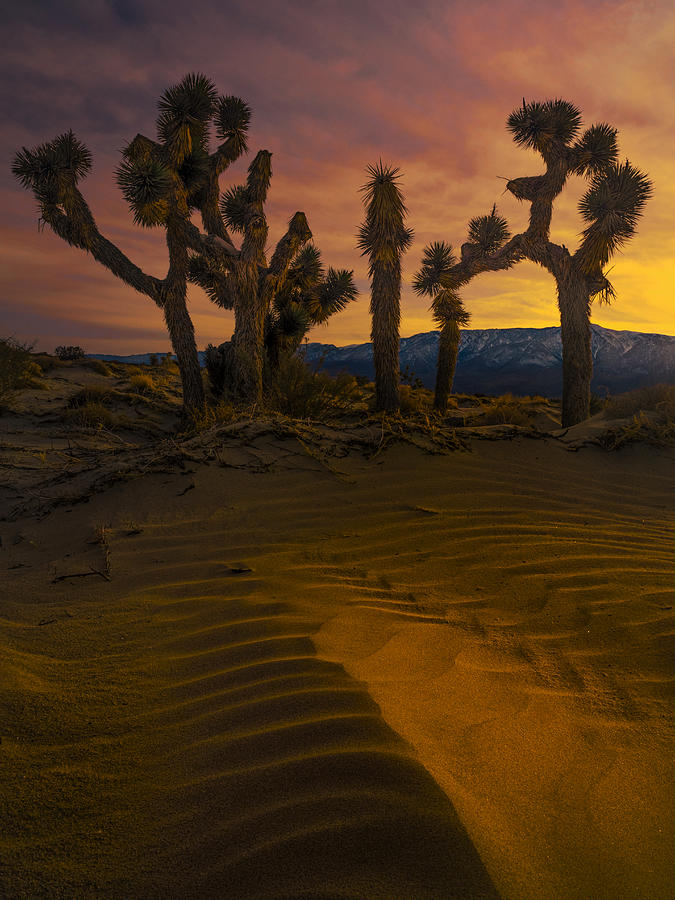 Desert Twilight Photograph by Yi Pan