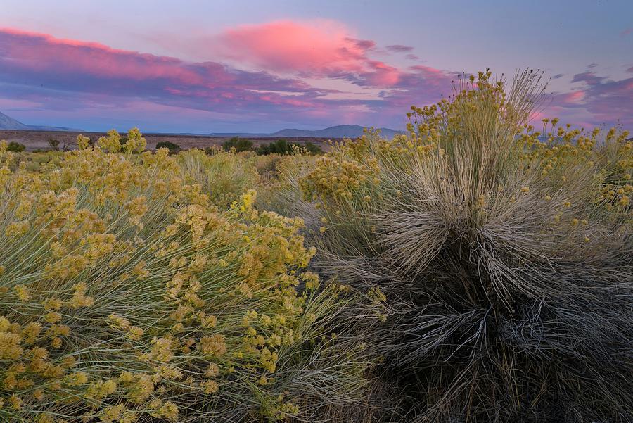 Desert Vegetation Digital Art by Heeb Photos