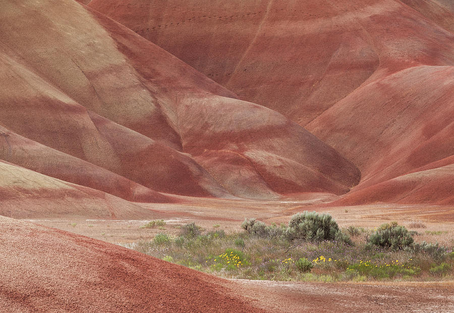 Desert Vegetation In Valley Of Rust Photograph by Michael Rainwater