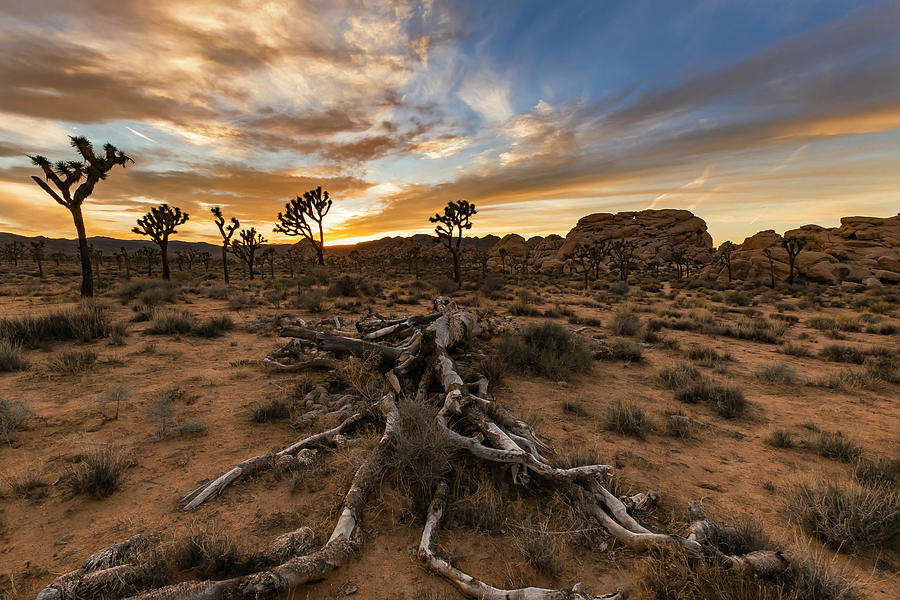 Desert Veins Photograph