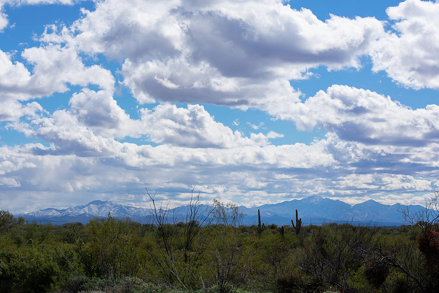Desert View Photograph by Melisa Elliott