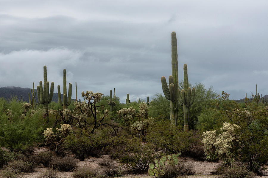 Desert Weather Day  Photograph by Saija Lehtonen