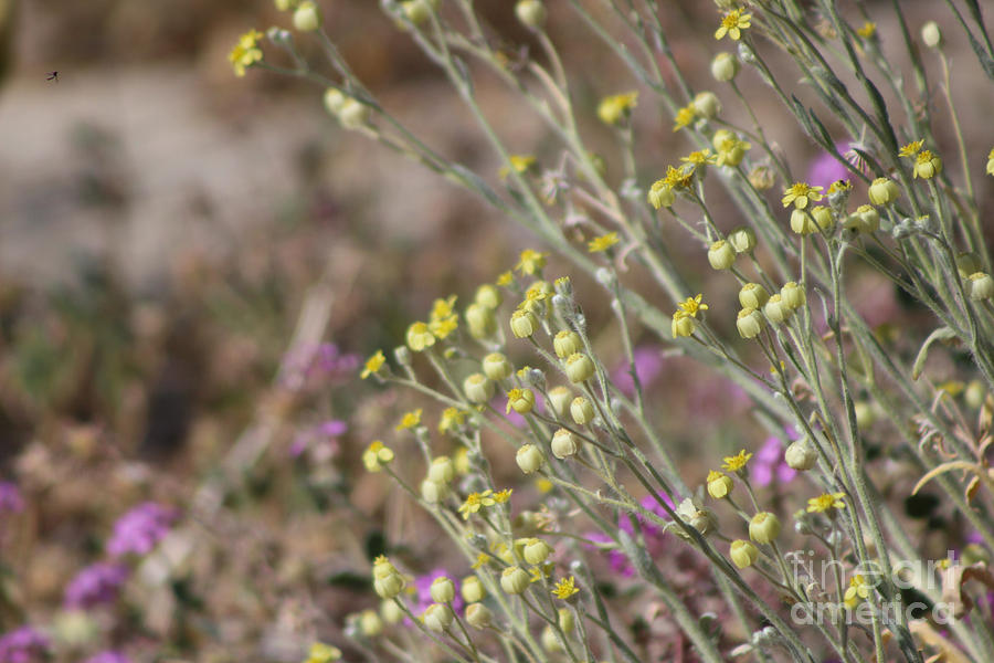 Desert Wildflowers and Gnat Coachella Preserve Photograph by Colleen Cornelius
