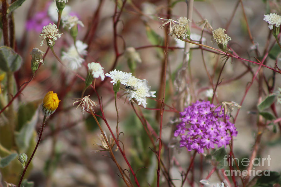 Desert Wildflowers at Coachella Wildlife Preserve Photograph by Colleen Cornelius
