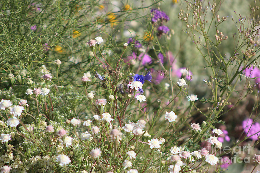 Desert Wildflowers Coachella Wildlife Preserve Photograph by Colleen Cornelius