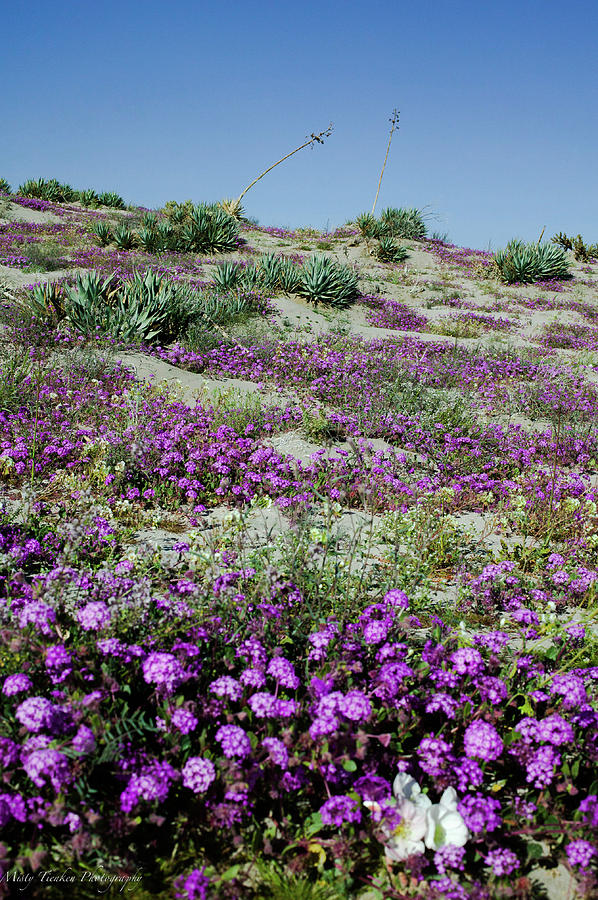 Desert Wildflowers Photograph by Misty Tienken