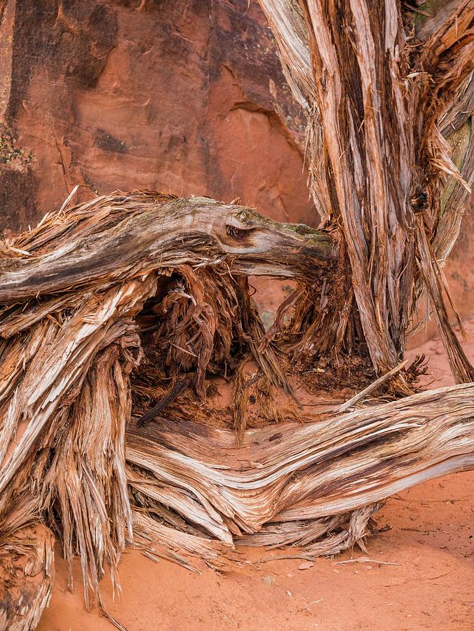 Desert Wood Abstract by Catherine Trevor-Roberts Desert Wood Abstract by Catherine Trevor-Roberts
