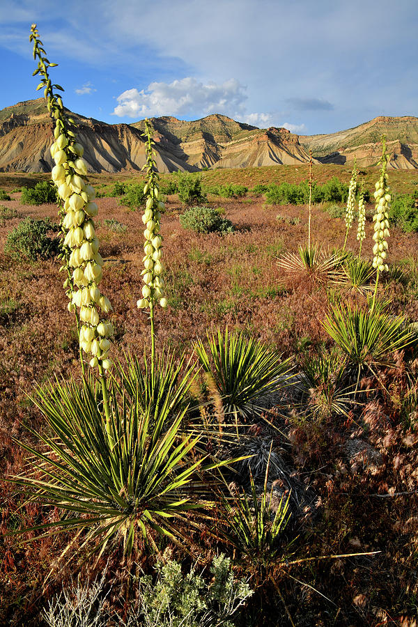 Desert Yuccas Bloom at Book Cliffs Photograph by Ray Mathis