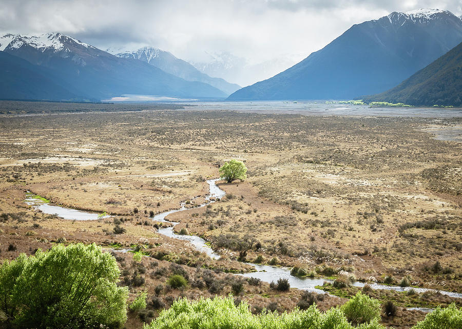 Deserted Tree in Glacier Valley Of Arthurs Pass National Park In New Zealand Photograph by Peter Kolejak