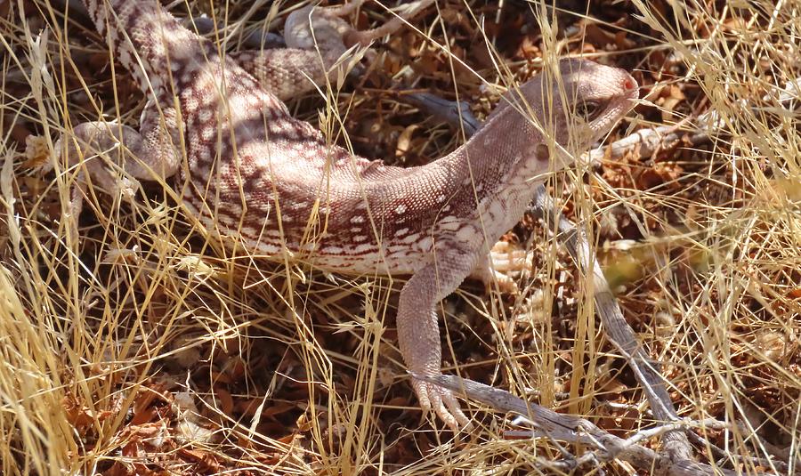 Desert Iguana in the Wild Photograph by Judy Kennedy