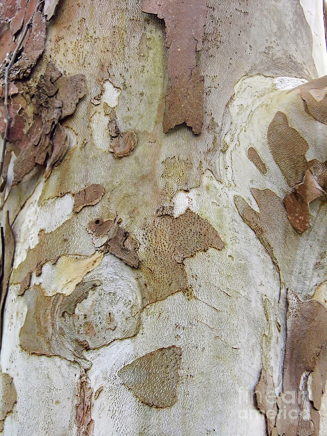 Designs In The Tree Bark Photograph by D Hackett