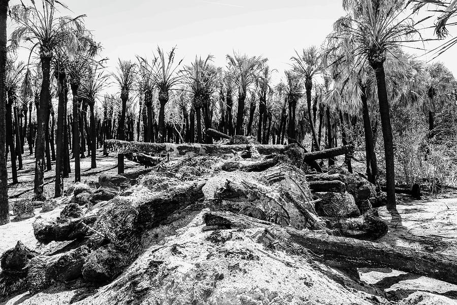 Desolation on Egmont Photograph by Robert Wilder Jr