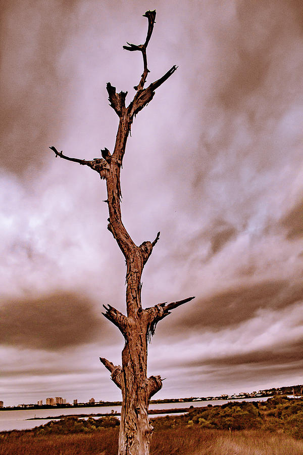 Desolation by Traci Asaurus Desolation by Traci Asaurus