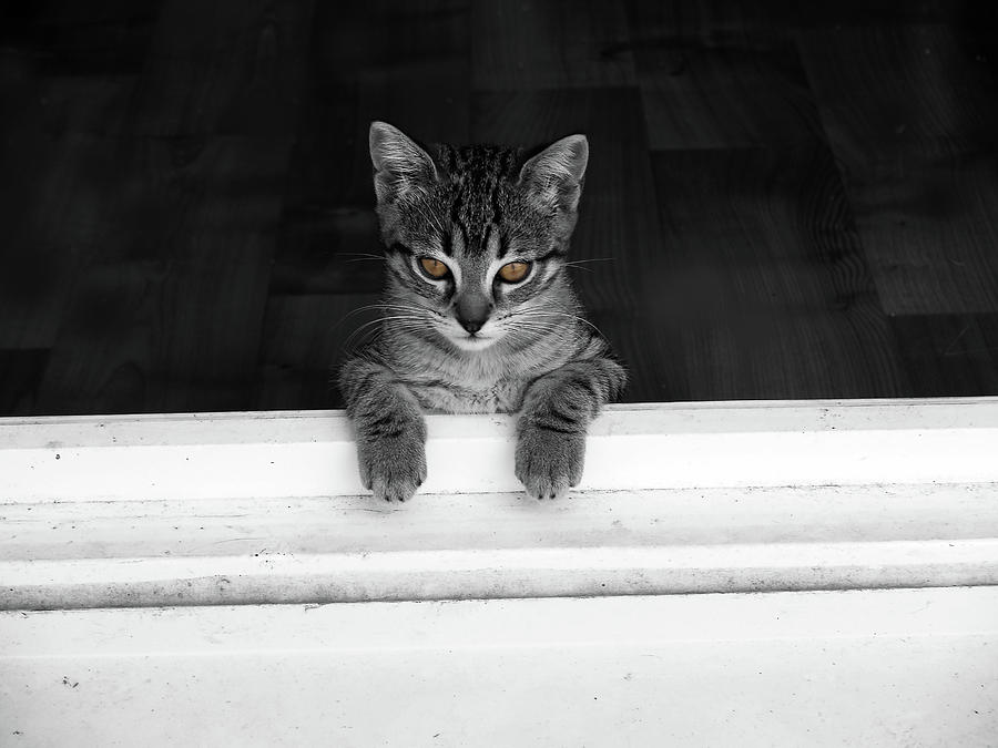 Cat Photograph - Destinee Is Looking Out by Christine AVIGNON Cat Photograph - Destinee Is Looking Out by Christine AVIGNON