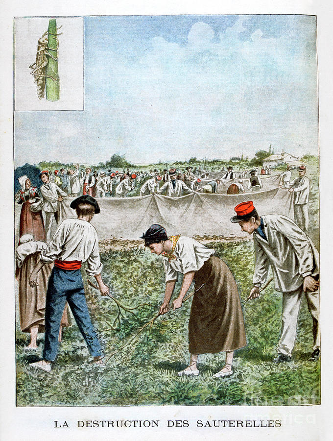 Destroying The Grasshopper, 1901 Drawing by Print Collector