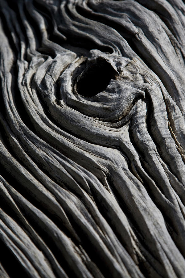 Detail Of A Dead Tree Photograph by Tobias Titz