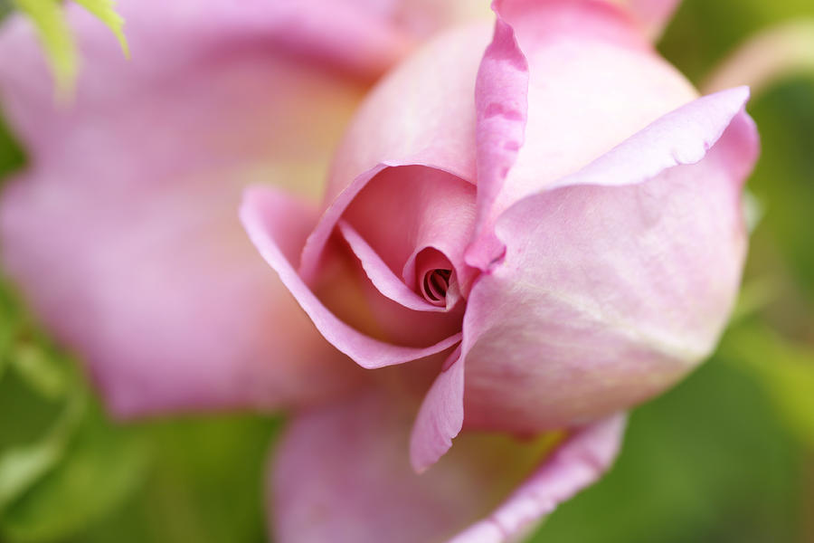 Detail Of A English Rose Flower Photograph by Schnuddel