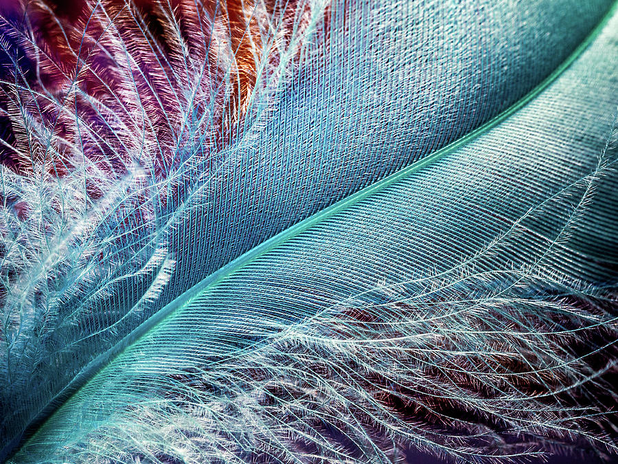 Detail of a Feather Photograph by Luis Vasconcelos