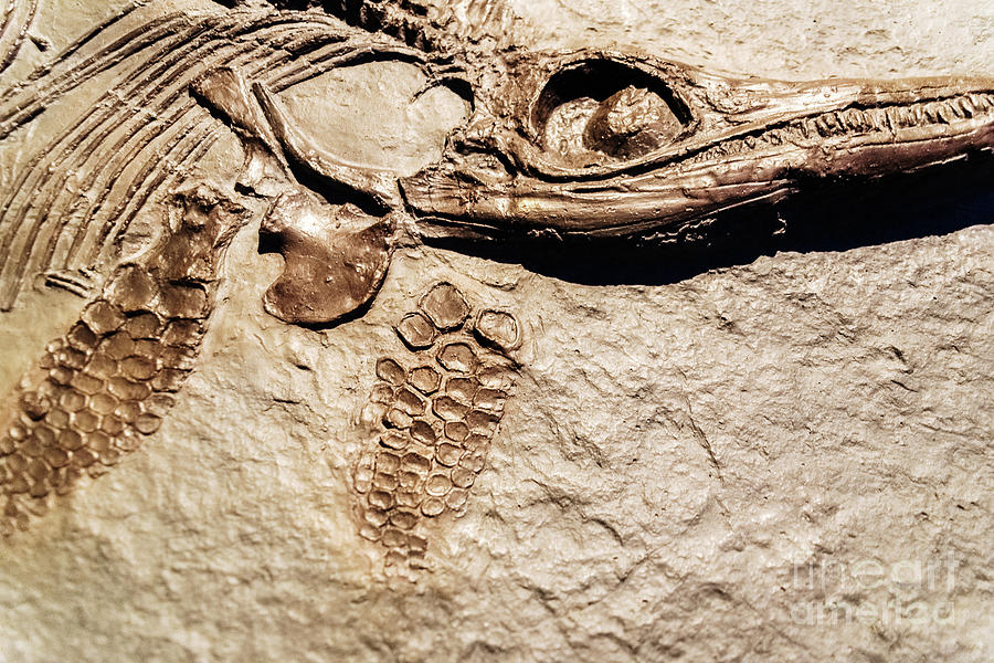 Detail of a fossil Ichthyosaurus. Photograph by Joaquin Corbalan | Fine ...