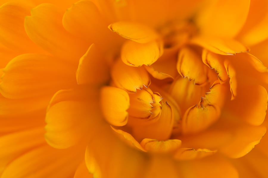 Detail Of A Marigold Flower Photograph by Schnuddel