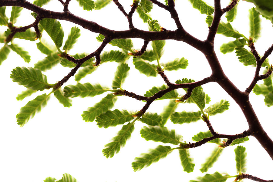 Detail Of A Nothofagus Tree Digital Art by Ugo Mellone