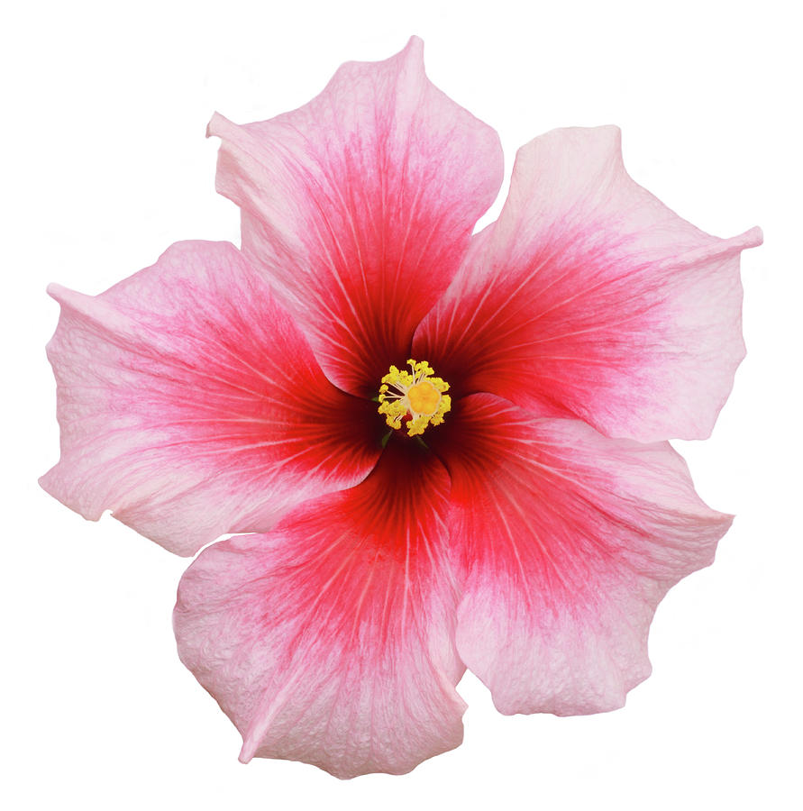 Detail Of A Pink Hibiscus Flower In Photograph by Rosemary Calvert