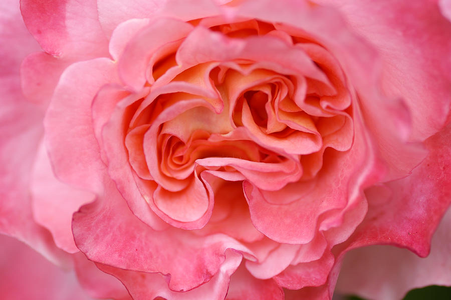 Detail Of A Pink Rose Flower Photograph by Schnuddel