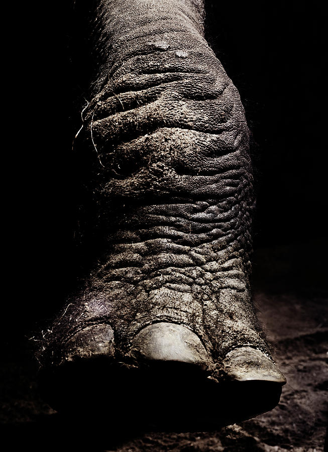 Detail Of African Elephants Foot Photograph by Henrik Sorensen