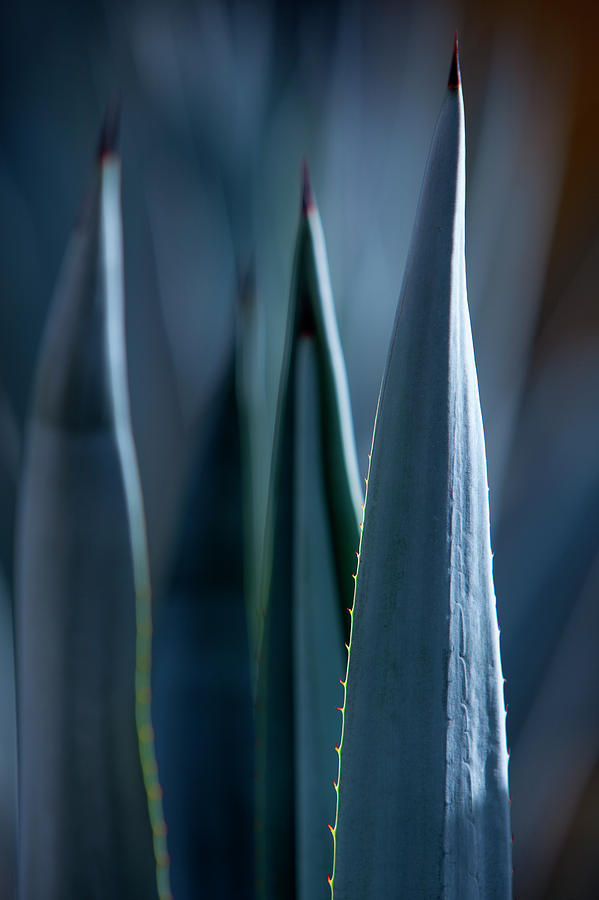 Detail Of Agave At Leyva Tequila Photograph by Holger Leue