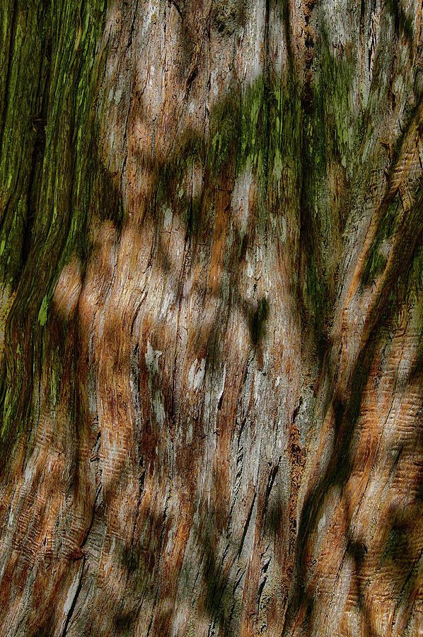 Detail of bark on huge  tree Photograph by Steve Estvanik
