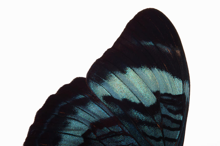 Detail Of Butterfly Wing Panacea Photograph by Paul Taylor