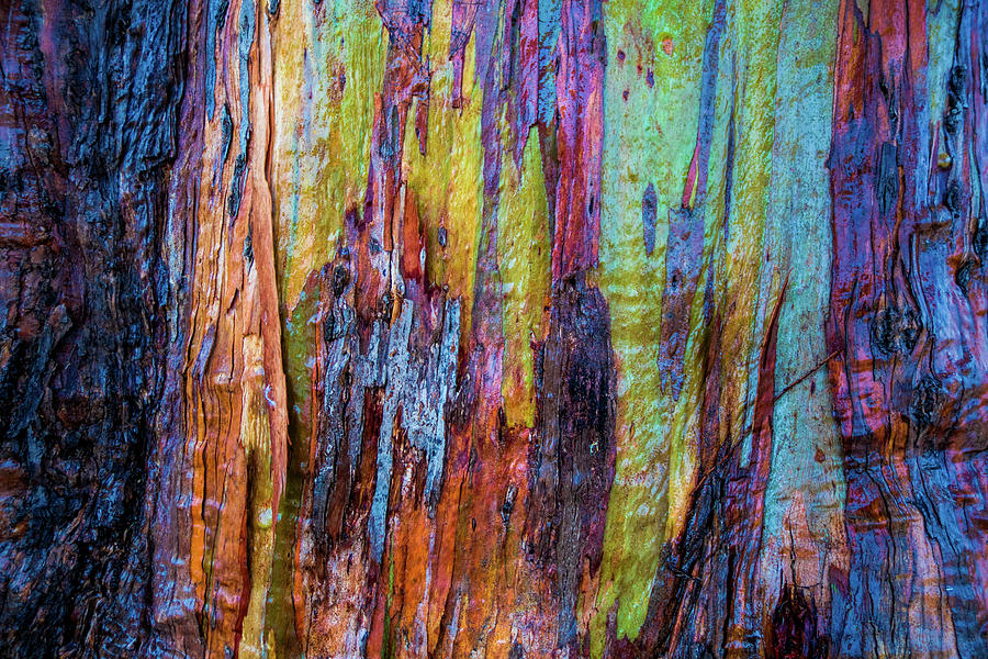 Detail Of Colorful Trunk Of A Wet Photograph by Panoramic Images